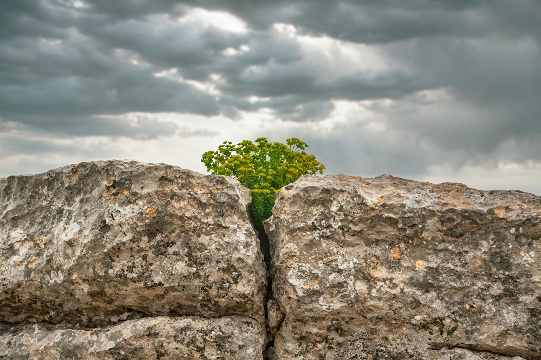From Surviving to Thriving: Your Comprehensive Guide to Overcoming Thyroid Challenges